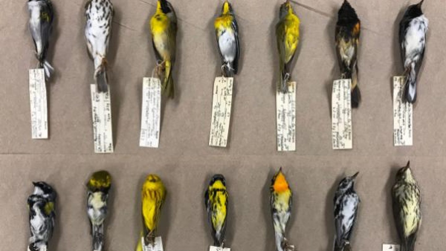 bird specimens