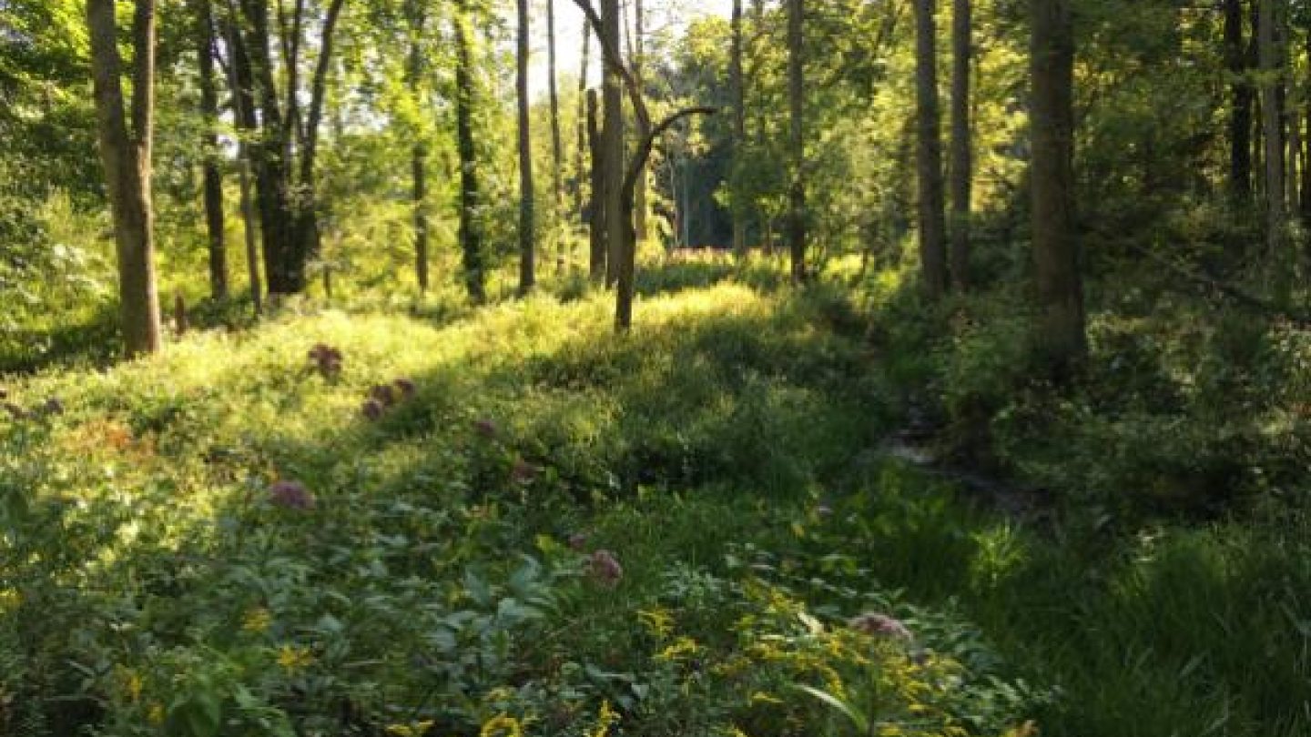forest wetlands