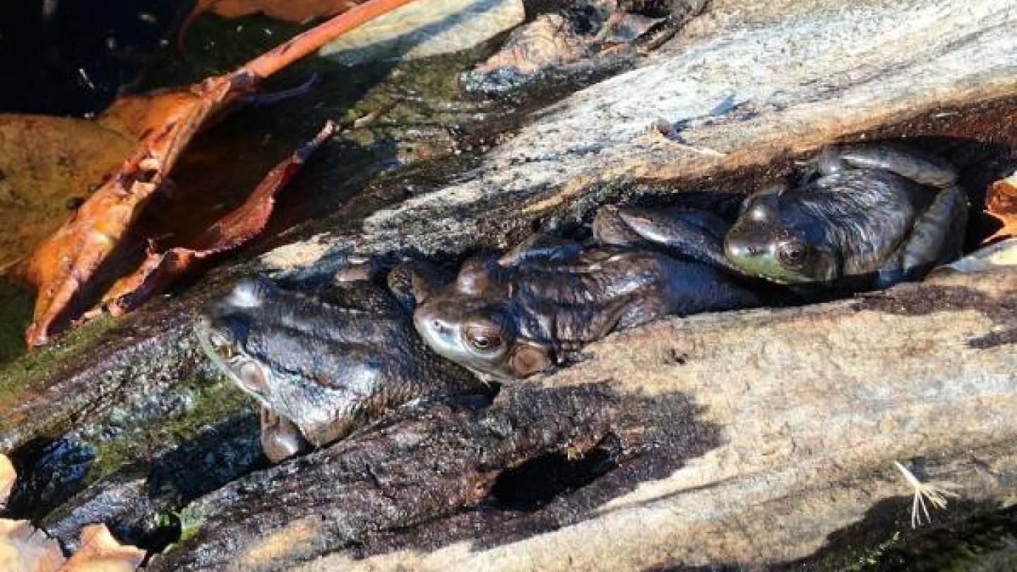 Three green frogs on a log