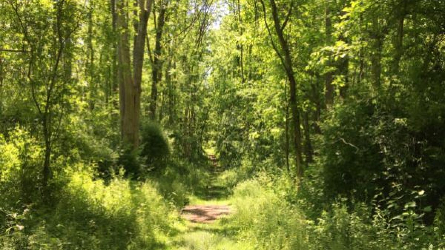 heavily wooded trail in summer