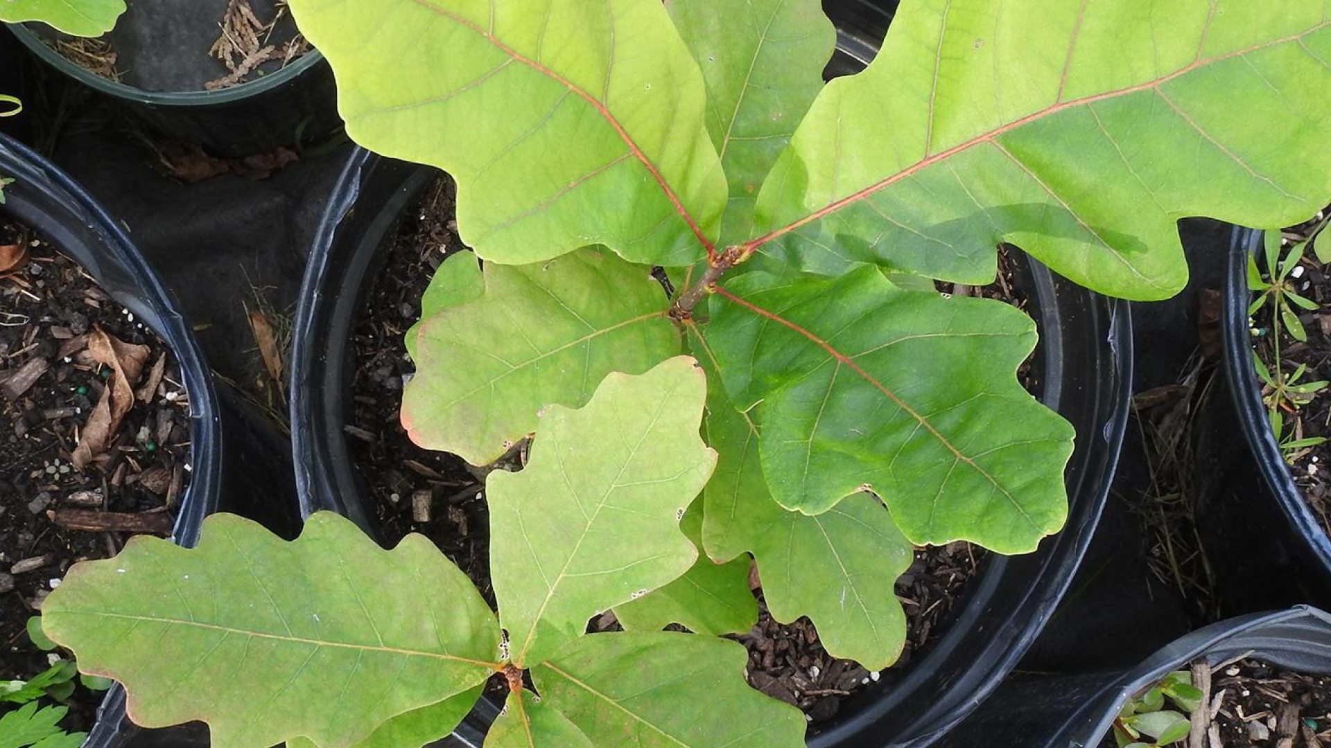 top view of potted green leafy plants
