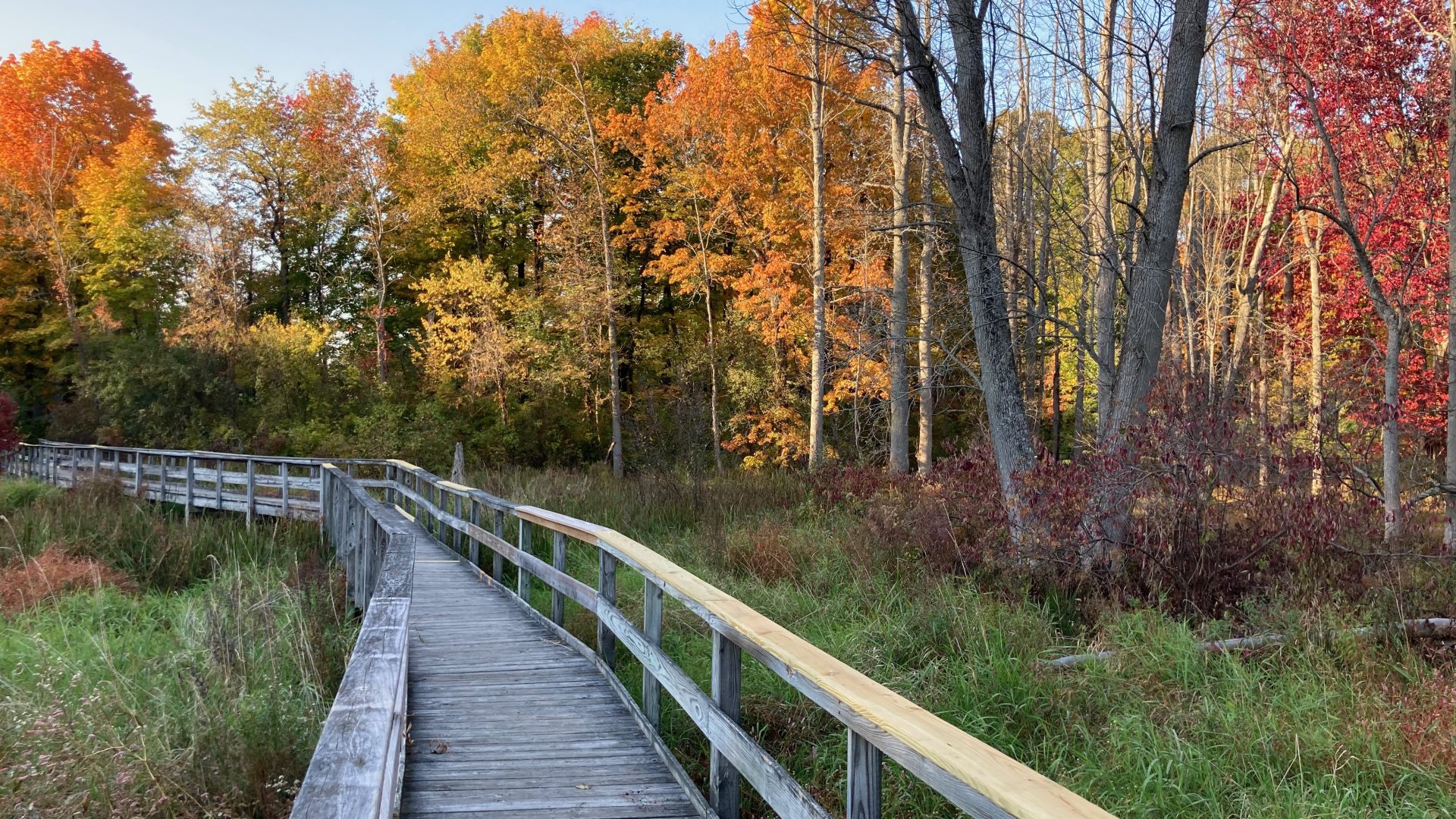 Images shows a boardwalk through a wetland in fall