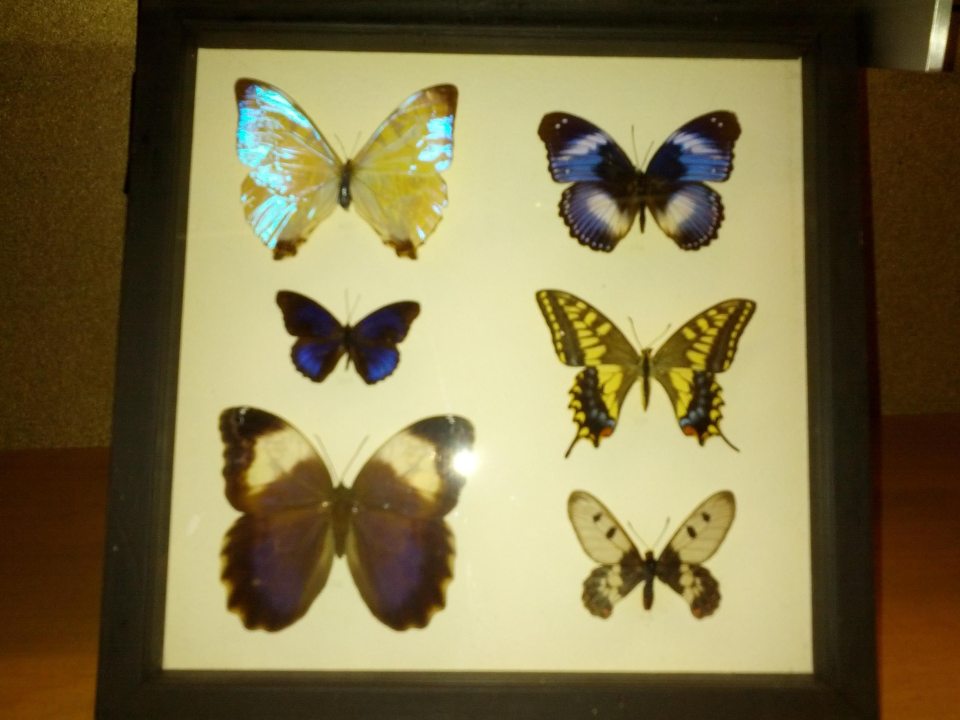 butterfly display