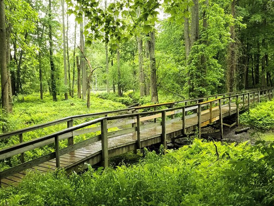 Green trail