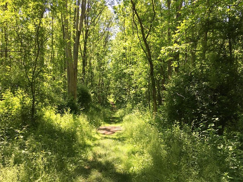 Orange trail