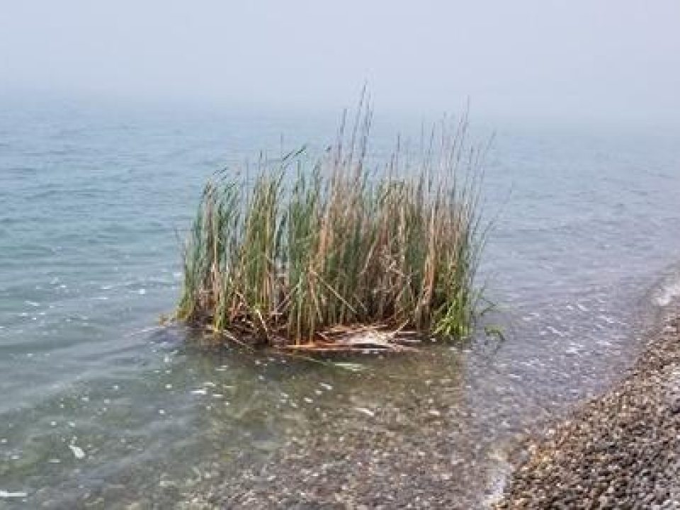 water growing in water near the shore