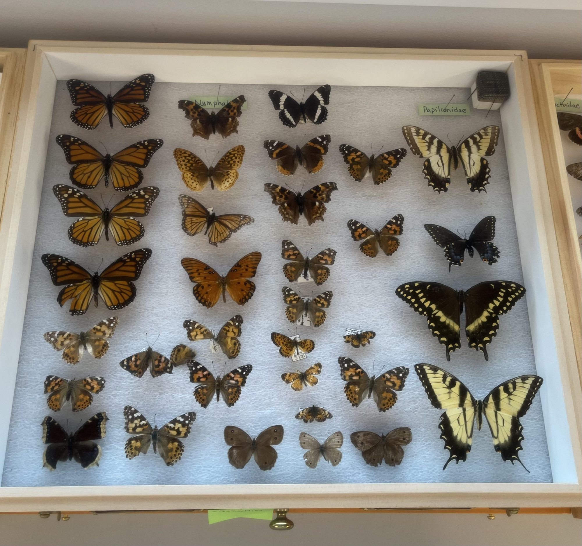 Butterflies of various species pinned in a display case.