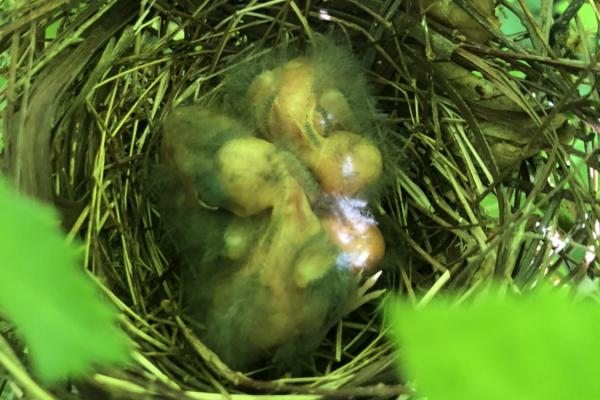 Northern Cardinal Nest