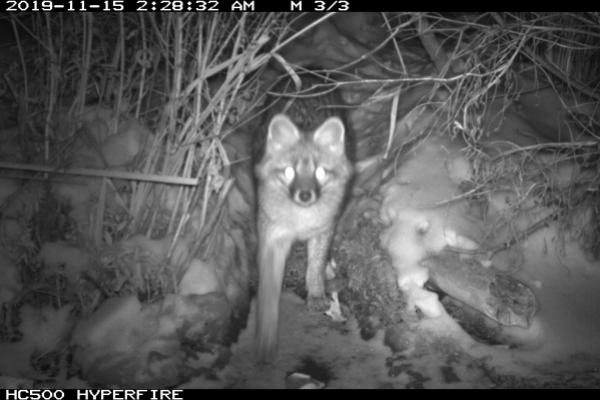 Gray fox at Rice Creek