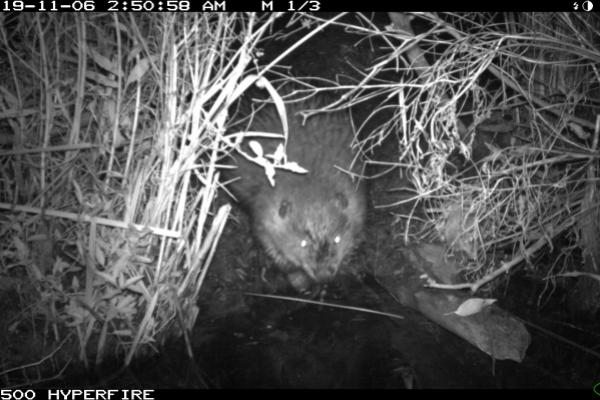Beaver by Rice Pond