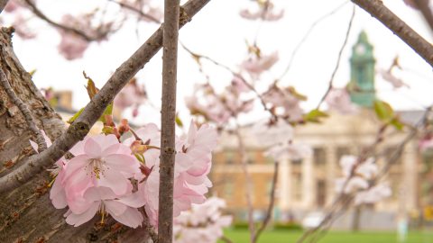 Spring blossoms frame Sheldon Hall