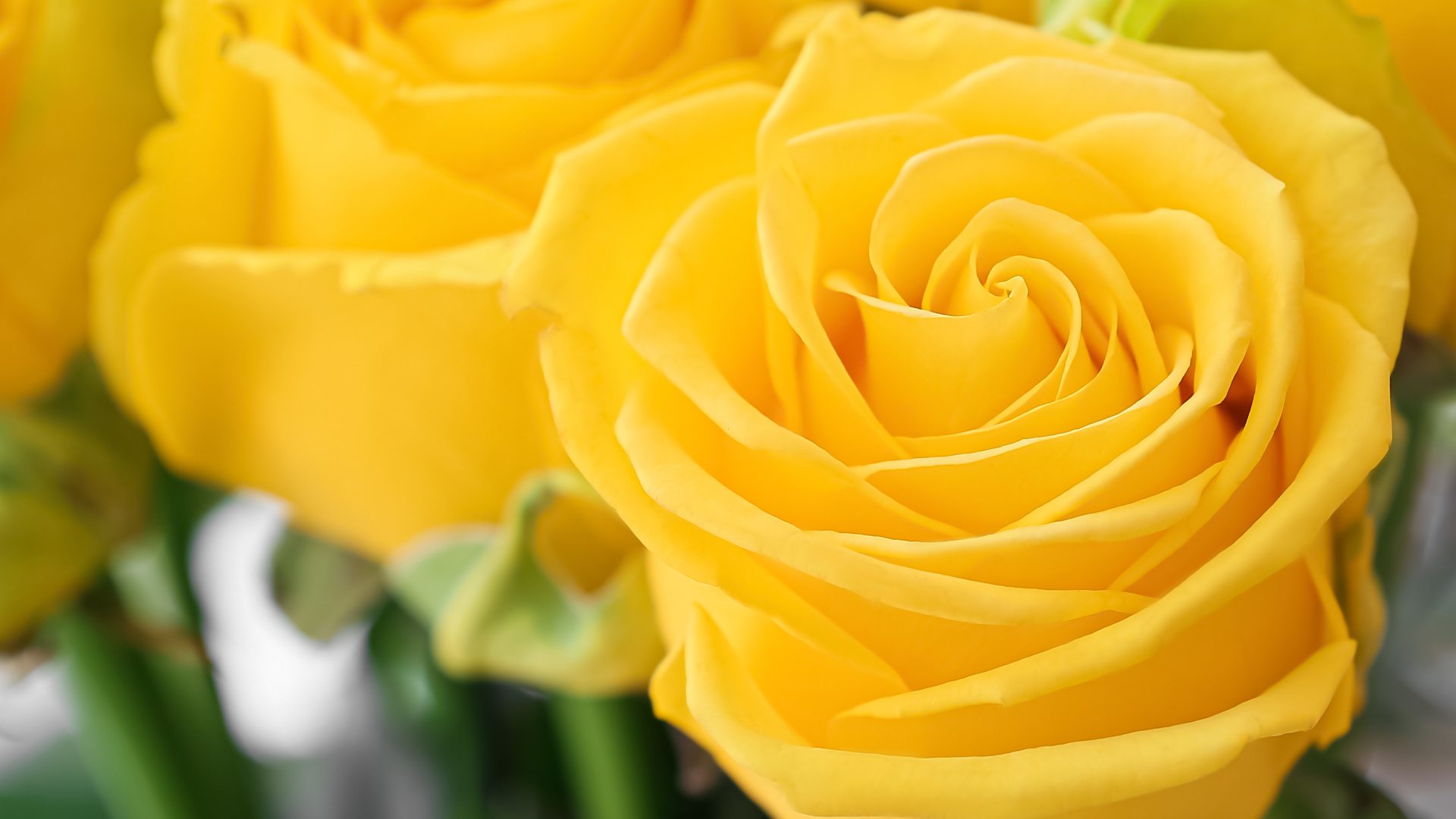 yellow roses