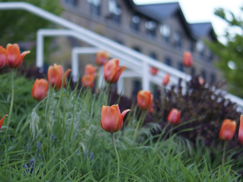 Spring Tulips in front of Johnson Hall