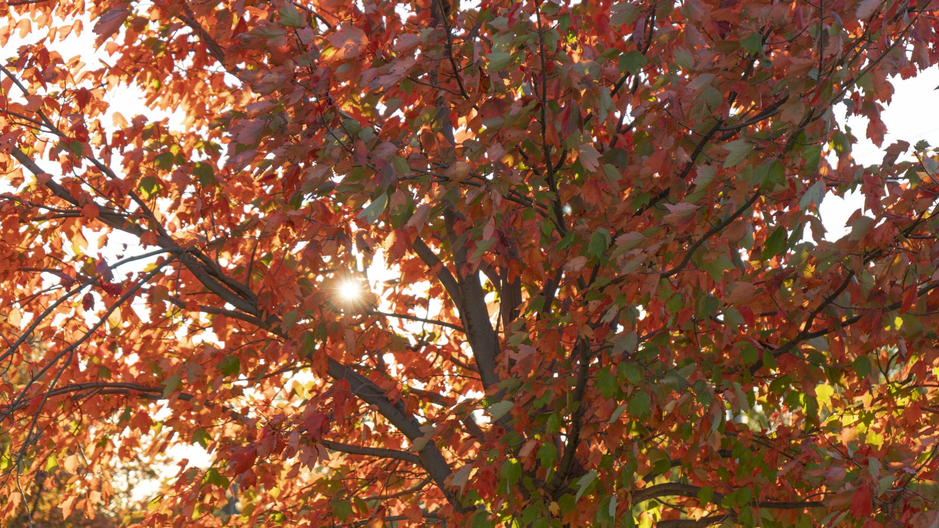 light casting through the leaves of a tree in the autumn months.