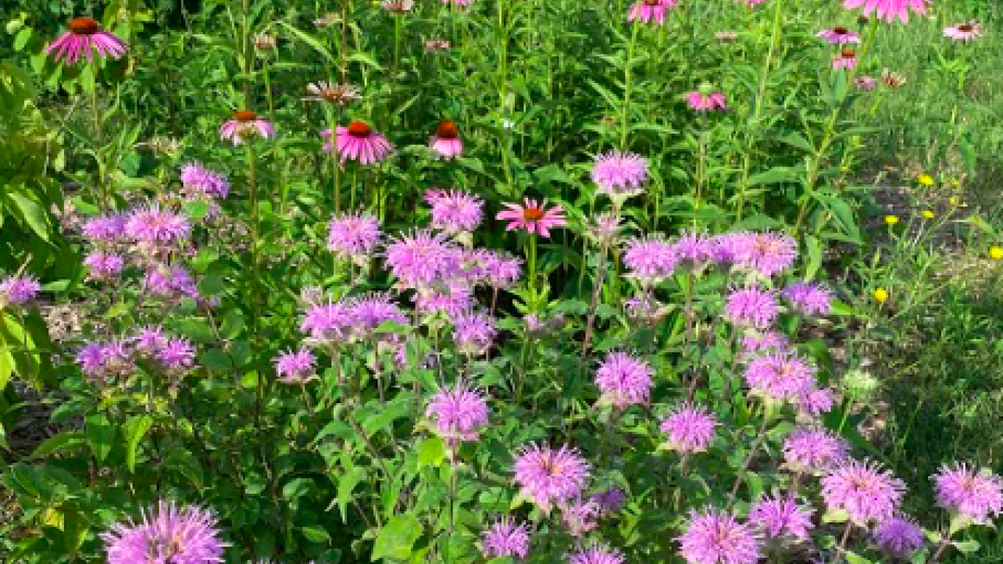 Lots of pink flowers in the PLL garden