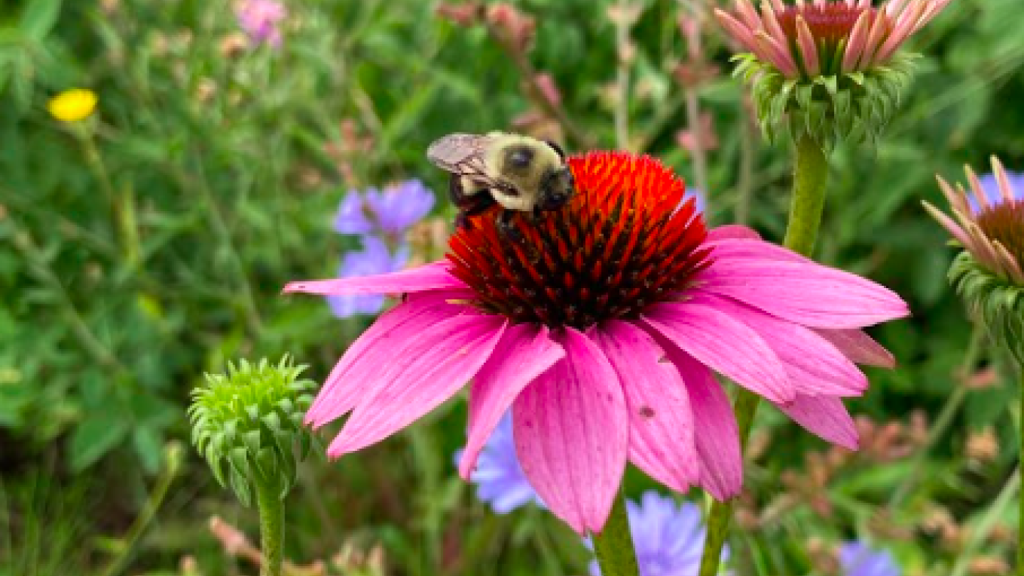 A pink flower with a bee on top