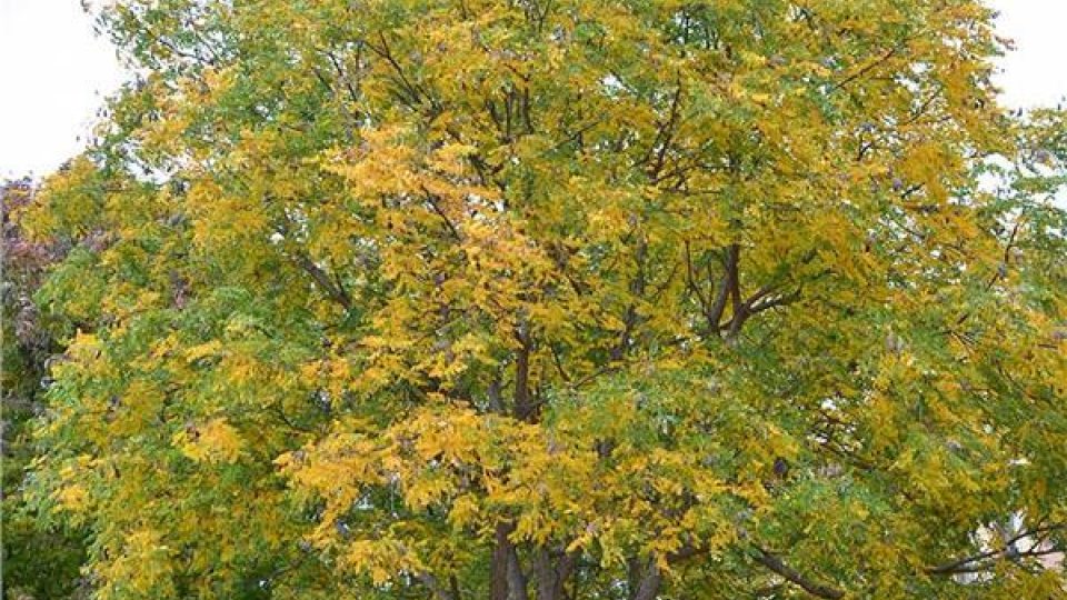 Typical resilient tree