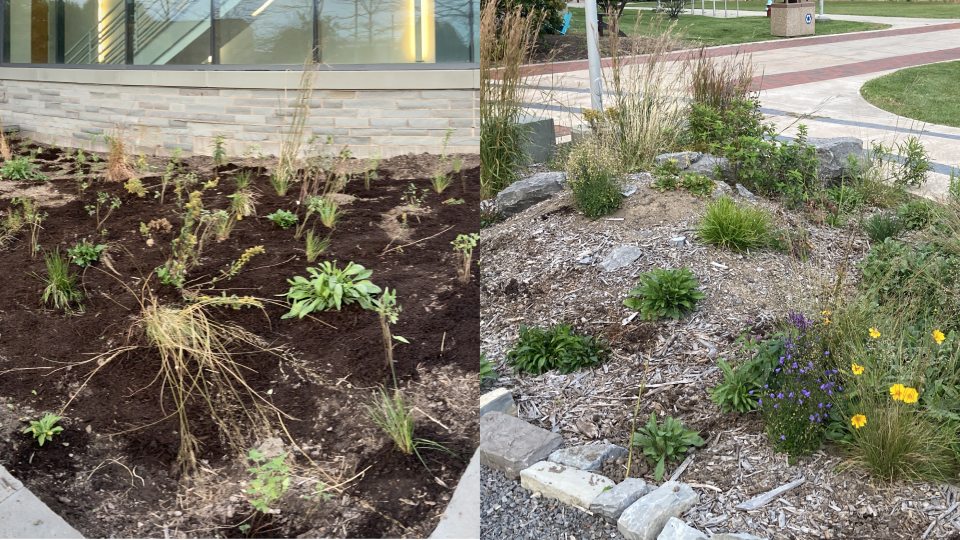 Alvar pollinator bed next to Shineman Hall