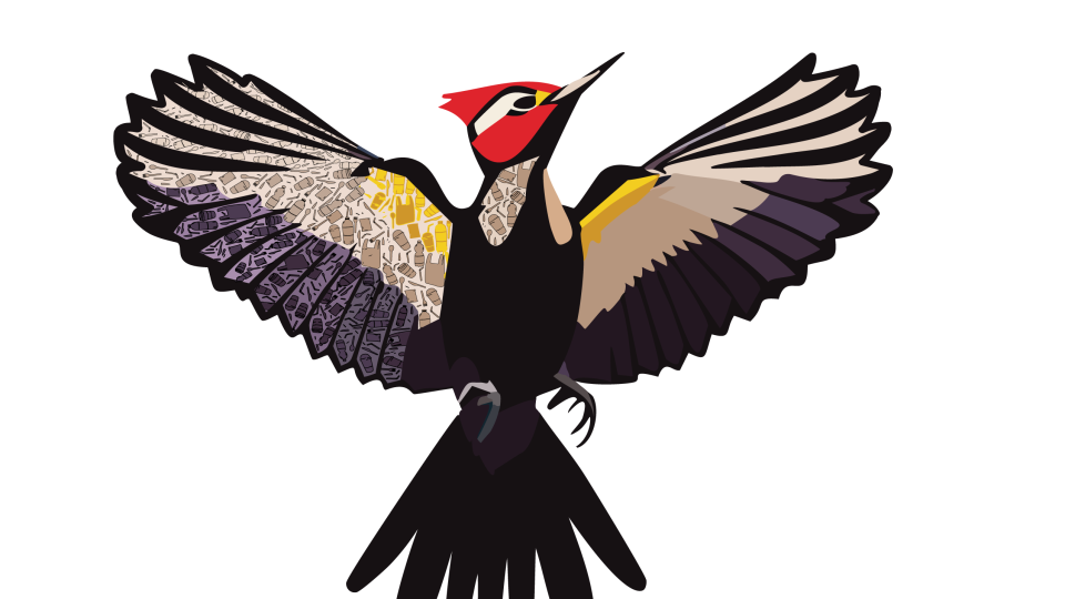 Pleated woodpecker spreading its wings and looking skyward