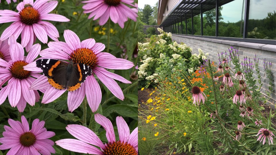 Butterfly landing on a coneflower at the rice creek pollinator bed