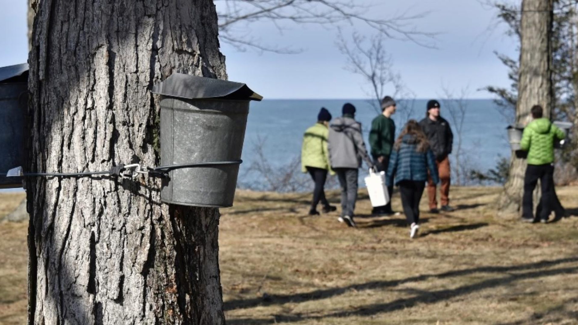 Maple tree tapping on SUNY Oswego campus