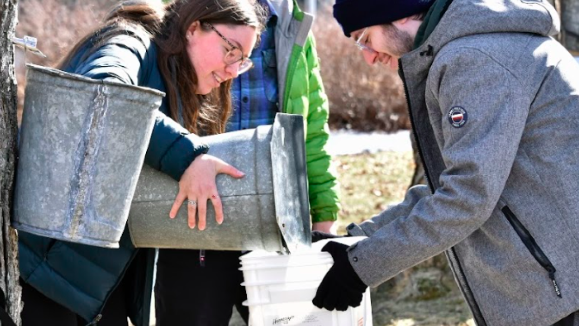 Volunteers and staff collecting maple sap