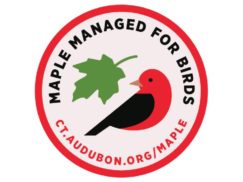 A red bird facing a maple leaf