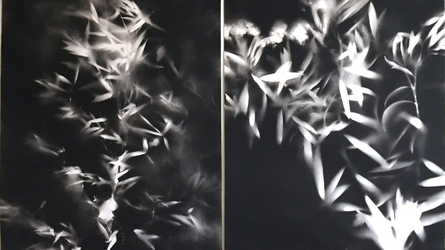 Two black and white drawings that feature leaf like patterns