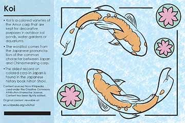 To the left of the card a block of text containing the educational facts about Koi is seen, it sits against a slightly transparent blue color block. This block takes up roughly about one fourth of the card. Directly to the right of the text an illustration of an two Koi with lily pads and lotusÕs around them can be seen. A black line border surrounds the koi and the lily pads. The line breaks whenever it meets a part of a koi or lily pad and continues a small space after, leaving space on either side of wha