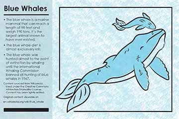  To the left of the card a block of text containing the educational facts about Blue Whales is seen, it sits against a slightly transparent greenish blue color block. This block takes up roughly about one fourth of the card. Directly to the right of the text an illustration of an adult blue whale with a baby blue whale above. A black line border surrounds the whales. The line breaks at the bottom left corner where the adult blue whales tail fins rest, leaving space on either side of this break in the border