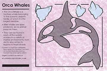 To the left of the card a block of text containing the educational facts about Orca Whales is seen, it sits against a slightly transparent purple color block. This block takes up roughly about one fourth of the card. Directly to the right of the text an illustration of an orca whale with icebergs above them can be seen. A black line border surrounds the whale and through the icebergs. The line breaks whenever it meets an iceberg or the orca&#039;s tail and continues a small space after, leaving space on either s