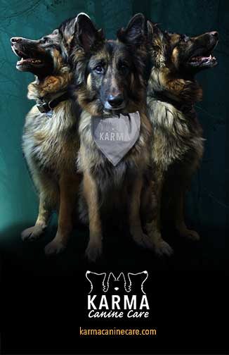 This poster is advertising Karma Canine Care’s website. The three headed dog logo was represented by the 3 photoshopped dogs.