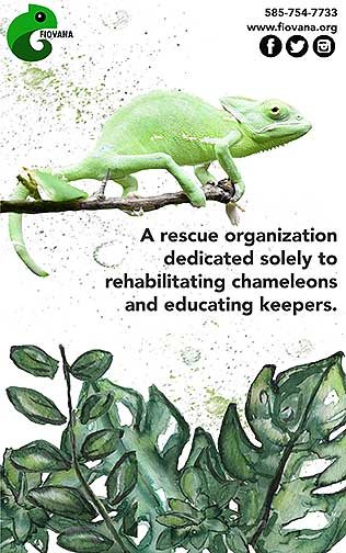 A poster for a mock up company Fiovana, a chameleon rescue organization