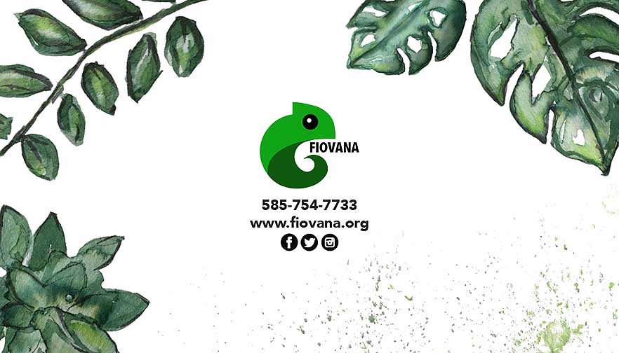 a one sided business card for fiovana