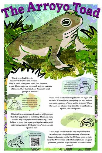 An Arroyo Toad sits on the top of the poster. The bottom of the poster goes into detail about Arroyo Toad habits.