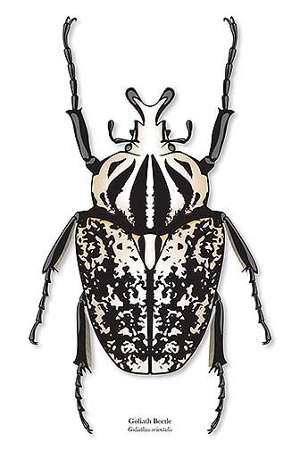 A large cream colored beetle is in the center of the page. The legs and markings on the body are black. The bottom of the piece reads &quot;Goliath Beetle, Goliathus orientalis&quot;