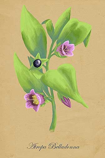 A green branch of leaves is centered in this piece. There are small, purple, bell-shaped flowers hanging off the branch; as well as a single black berry. The bottom of the piece reads &quot;Atropa Belladonna&quot;.