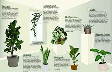 This is a poster with drawings of seven different types of houseplants, included with text descriptions of each plant and the scientific  name. The color scheme is earthy greens and yellows, which takes place in an empty looking room with a window and platforms for the plants to sit on. 