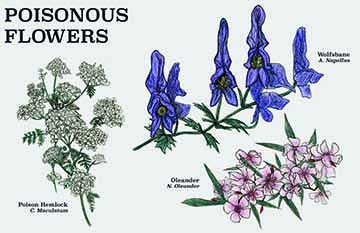 Text at the top reads “Poisonous Flowers”. Three illustrations of poisonous flowering plants with their common and scientific names; clusters of poison hemlock (text reads: Poison Hemlock, C. Maculatum), a sprig of wolfsbane (text reads: Wolfsbane, A. Napellus), and a cluster of oleander (text reads: Oleander, N. Oleander).
