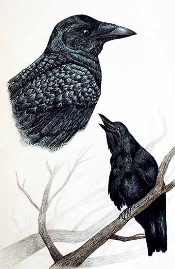 Three scientific illustrations examining the American Crow. Images include the crow in flight, the crow perched on a branch, and a detailed close-up of the crow’s head.