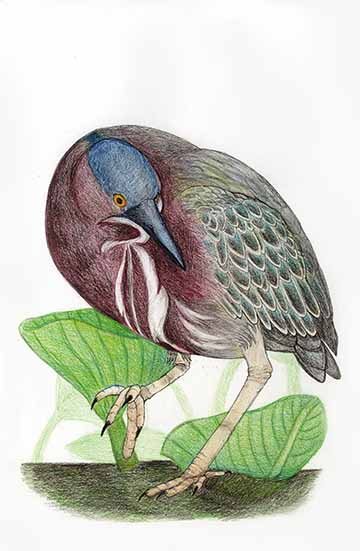 A single illustration of a green heron standing in a marsh accompanied by leaves.