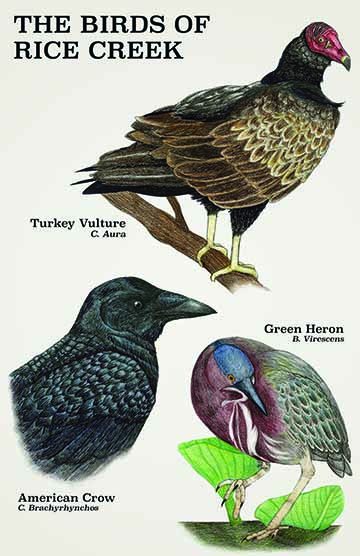 Text at the top reads “The Birds of Rice Creek”. Three illustrations of birds are accompanied by their common and scientific names; a green heron standing against a marsh background (text reads: Green Heron, B. Virescens), a turkey vulture perched on a branch (text reads: Turkey Vulture, C. Aura), and spot illustration of the head of an American crow (text reads: American Crow, C. Brachyrhynchos).