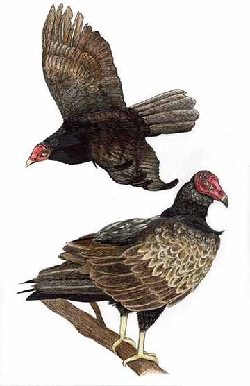 Two illustrations of the turkey vulture, one perched on a branch and one in flight.