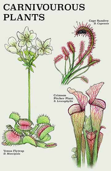Text at the top reads “Carnivorous Plants”. Three illustrations of carnivorous plants with their common and scientific names; the venus flytrap (text reads: Venus Flytrap, D. Muscipula), the cape sundew (text reads: Cape Sundew, D. Capensis), and the Crimson Pitcher Plant (text reads: S. Leucophylla).