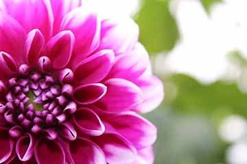 Close up photograph of a magenta Dahlia flower with the background blurred.