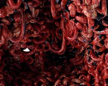 ​​​​​​​Image d: A closeup of the intestinal forms in the Rightmost form. The photo is filled with red. The upper right shows the closest forms and they recede lower in the picture. One small area in the lower left shows the white background through a hole.