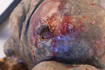 Image c: A close up of one of the red splotches. The black bit in the center of the splotch looks like it is stabbing into the blob. The brown and black areas of the blobby form are around the outside of the image with the red in the middle.