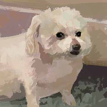 A small white dog takes up most of the image. It is painted very loosely, made up of a patchwork of different colors. The image is broken up into bands indicating a ground he is sitting on. The palette is complementary with violet and yellow ochre. 