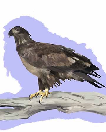 Image of a female bald eagle perched on branch among a purple and white background.