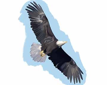 Image of a male bald eagle flying showing the large wing span among a blue and white background.
